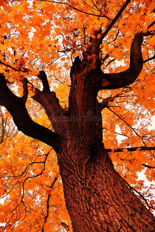 Nature of Tsaritsyno park in Moscow, Russia, in autumn. A popular touristic landmark.