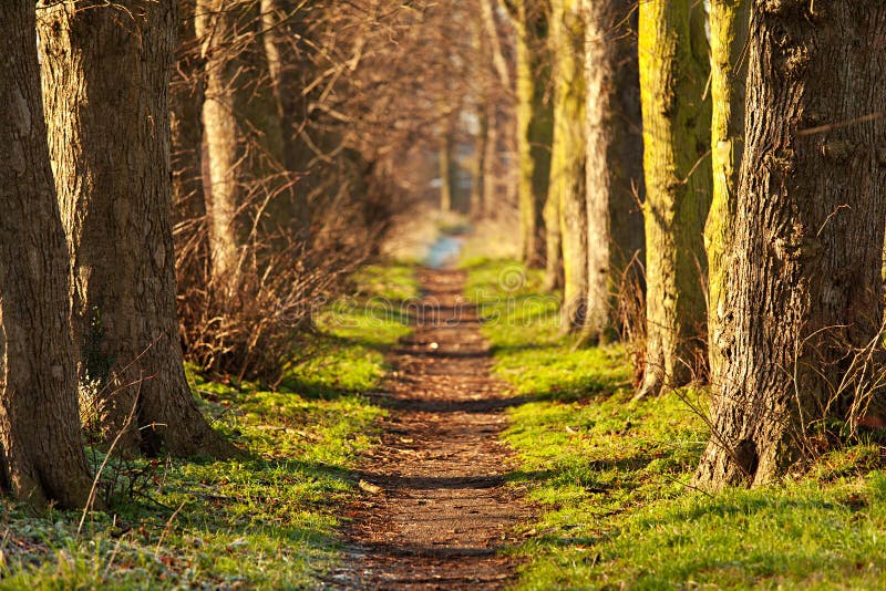 Nature walk tunnel