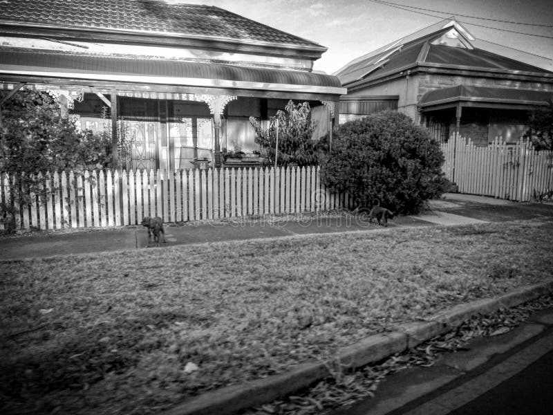 Cat vs dog stock photo. Image of nature, enemies, wallpaper 110012928