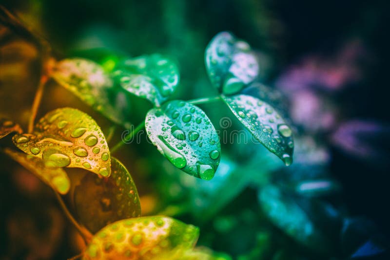 Gota de agua sobre el hojas, vistoso naturaleza escena.