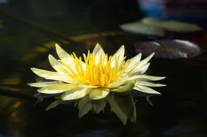 Nature White Lotus on Water Surface Stock Photo Image of flower