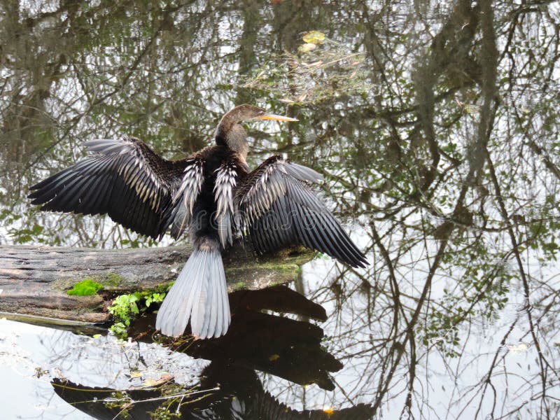 Nature and Wildlife in the Everglades National Park Florida Stock Image ...