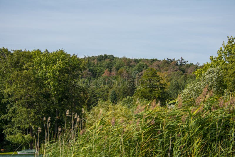 Nature wildlife forest scene in Markische Schweiz Buckow Brandenburg Germany