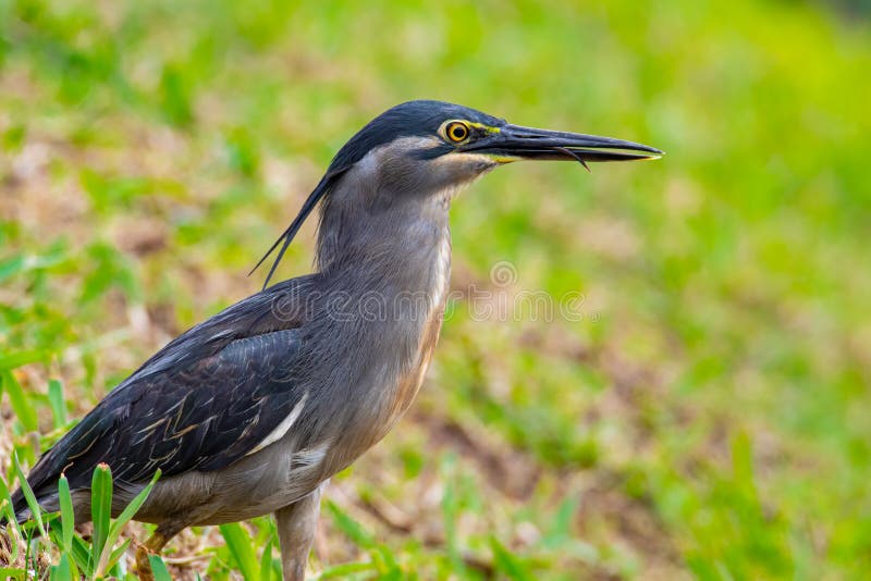 Nature wildlife image of little heron standing beside lake looking for food