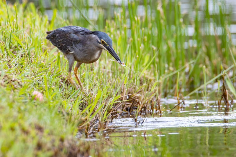 Nature wildlife image of little heron standing beside lake looking for food