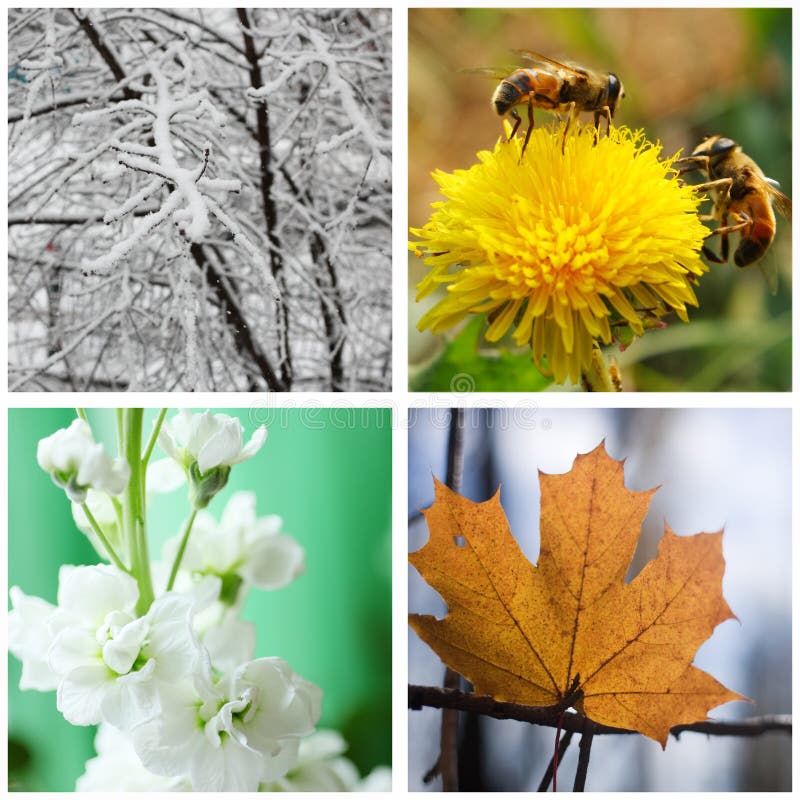 spring fall autumn winter summer spring fall autumn winter summer