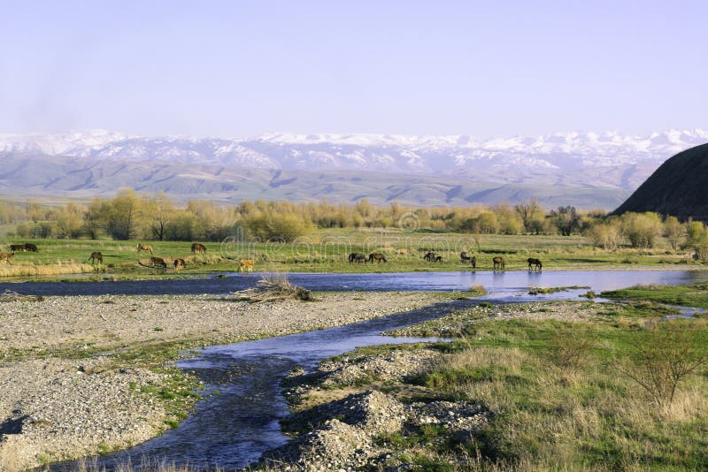 Mountains `Alatau`. Horses graze. River flows. Summer. Alma-Ata`s region. `Zhetysu region` stock photo Mountains `Alatau`. Horses graze. River flows. Summer. Alma-Ata`s region. `Zhetysu region` stock photo