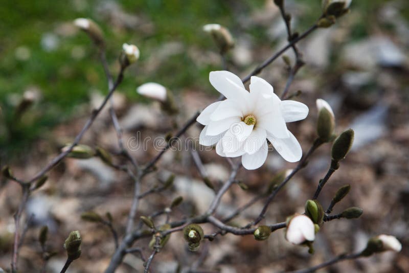Nature étonnante de la magnolia blanche sous la lumière du soleil au milieu de l'été ou de la journée de printemps photo libre de droits Nature étonnante de la magnolia blanche sous la lumière du soleil au milieu de l'été ou de la journée de printemps photo libre de droits