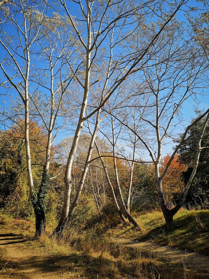 Naturen i h?st arkivbild Naturen i h?st arkivbild