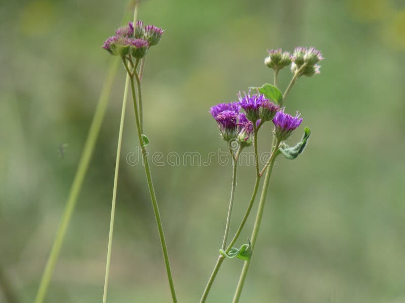 Naturens frid, den bästa blombilden för skrivbordsunderlägg arkivbild