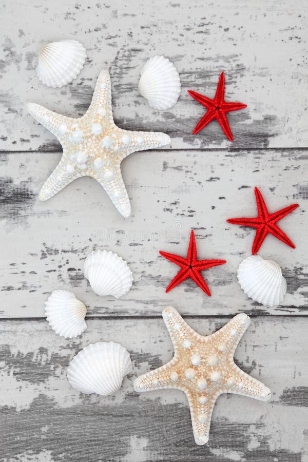 Sea shell selection in abstract pattern over distressed white wooden background. Bivalve shell stock images, royalty-free photos and pictures