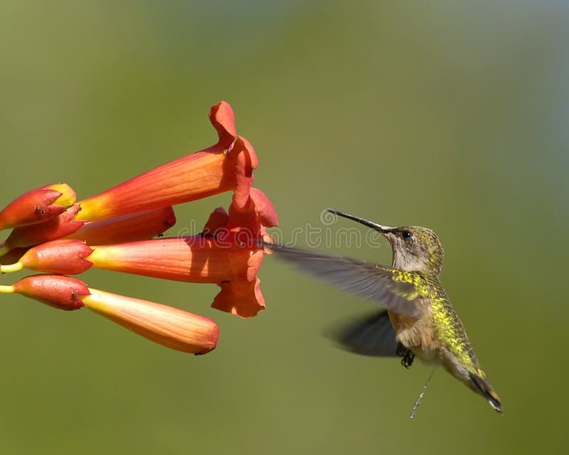 Natures Calling