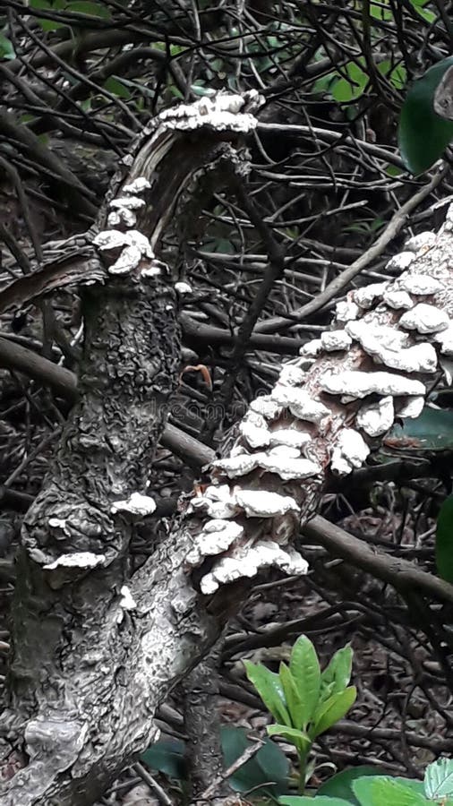 Natureza do molde do cogumelo foto de stock royalty free