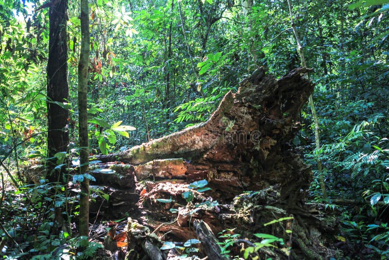 Natureza do parque nacional de Gunung Mulu de Sarawak, Malásia imagens de stock Natureza do parque nacional de Gunung Mulu de Sarawak, Malásia imagens de stock