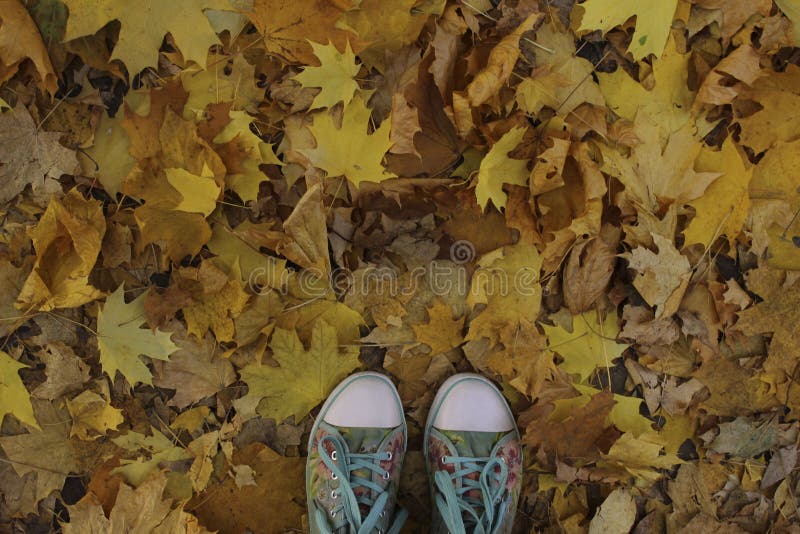 Natureza, parques, conceito exterior Tiro colhido das sapatilhas azuis sobre Autumn Background imagem de stock royalty free Natureza, parques, conceito exterior Tiro colhido das sapatilhas azuis sobre Autumn Background imagem de stock royalty free