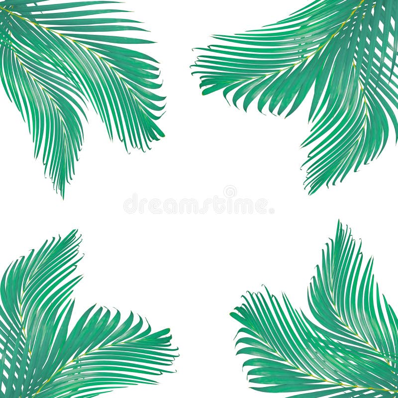 a natureza sae do quadro para o texto feito da folha de palmeira verde isolada imagem de stock a natureza sae do quadro para o texto feito da folha de palmeira verde isolada imagem de stock