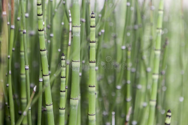 Natureza verde de bambu imagem de stock Natureza verde de bambu imagem de stock