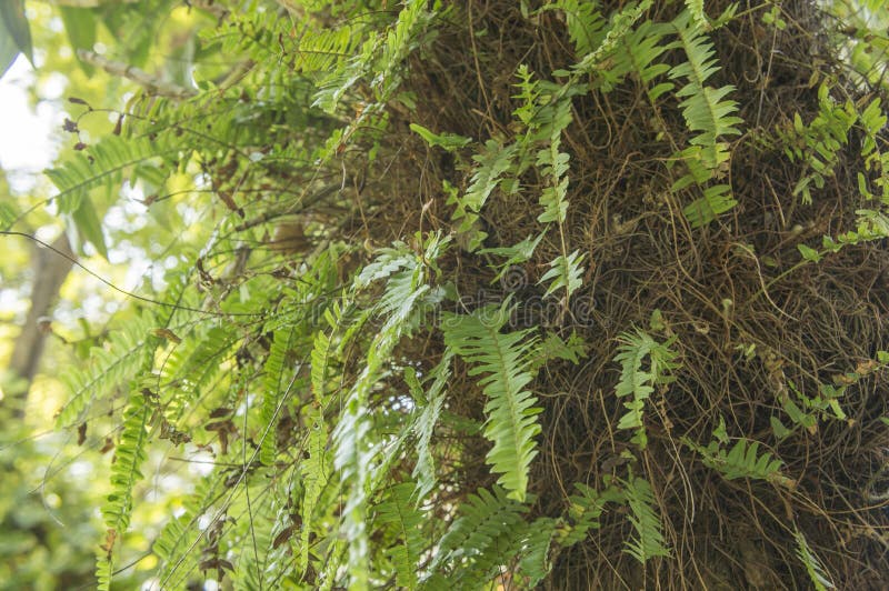 Naturgarten-Florakonzept des Farnlaubbaumgrüns natürliches lizenzfreies stockfoto Naturgarten-Florakonzept des Farnlaubbaumgrüns natürliches lizenzfreies stockfoto