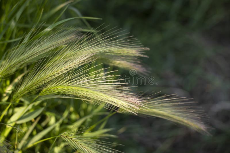 Naturhintergrund des Weizens des grünen Grases wilder stockbilder Naturhintergrund des Weizens des grünen Grases wilder stockbilder