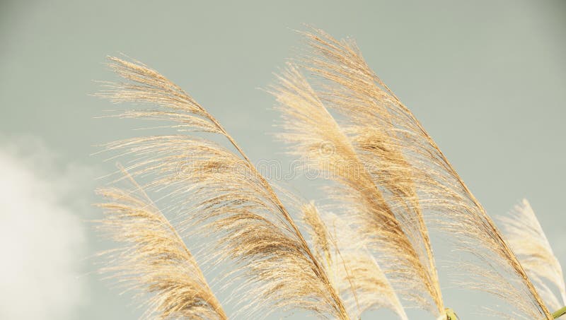 Naturhintergrund, Nahaufnahme lizenzfreie stockfotografie Naturhintergrund, Nahaufnahme lizenzfreie stockfotografie