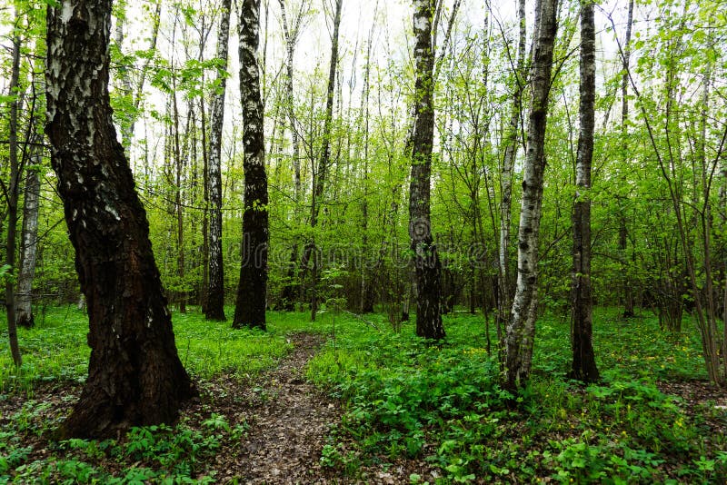 Naturlandskapsikt av en grön skogdjungel på vårsäsong med gröna träd och sidor Fridsamt stillsamt utomhus- landskap fotografering för bildbyråer Naturlandskapsikt av en grön skogdjungel på vårsäsong med gröna träd och sidor Fridsamt stillsamt utomhus- landskap fotografering för bildbyråer