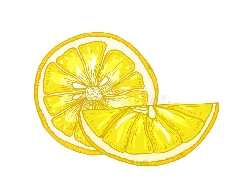 Naturlig detaljerad teckning av citroner som klipps i stycken som isoleras på vit bakgrund Ny sur gul citrusfrukt stock illustrationer