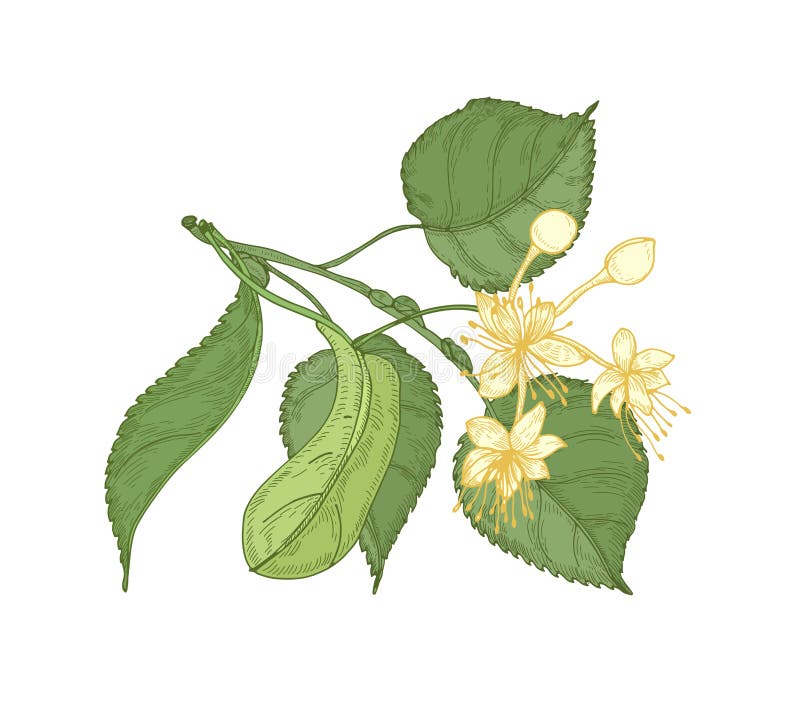 Naturlig detaljerad teckning av lindkvisten med sidor och härliga blommande blommor Ursnygg dragen medicinalväxthand stock illustrationer