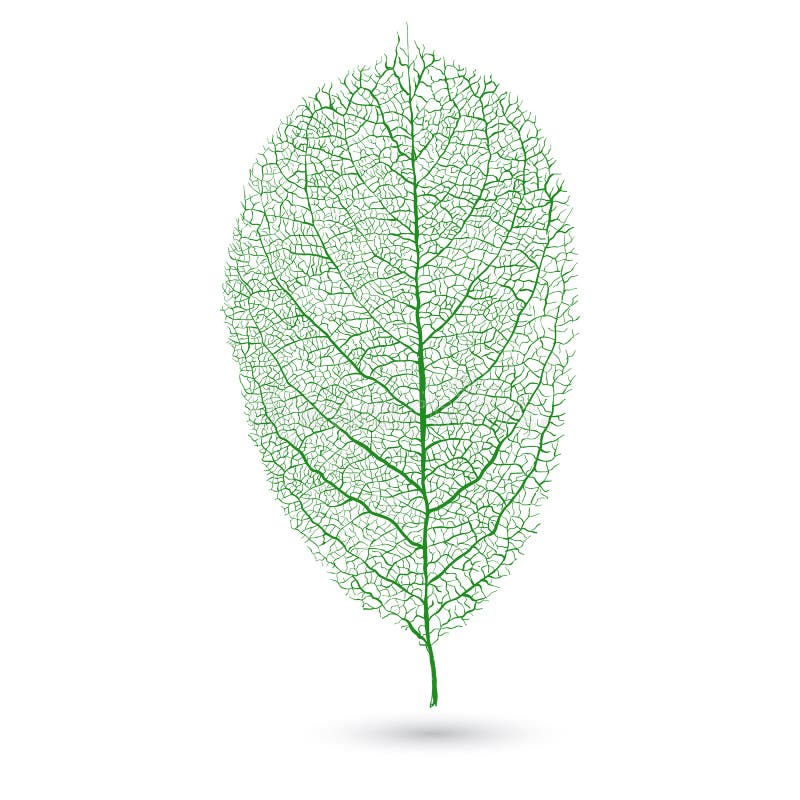 Naturligt grönt blad med åder, vektorillustration stock illustrationer
