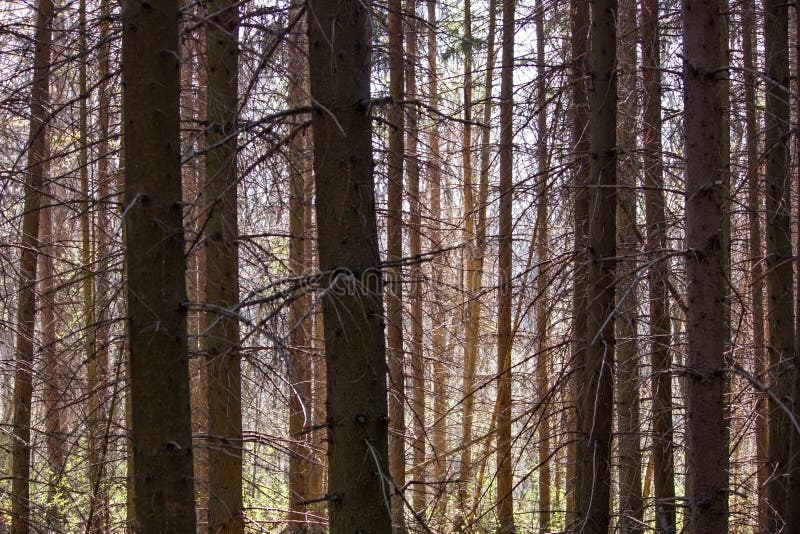Naturligt landskap - prydlig skog i strålar av solen den tidiga våren royaltyfri bild Naturligt landskap - prydlig skog i strålar av solen den tidiga våren royaltyfri bild