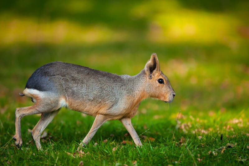 Naturligt skott av den Patagonian Mara djura Dolichotispatagonumen med trevlig oskarp solig bakgrund fotografering för bildbyråer Naturligt skott av den Patagonian Mara djura Dolichotispatagonumen med trevlig oskarp solig bakgrund fotografering för bildbyråer