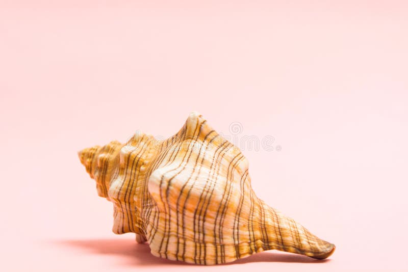Naturligt stort havsskal på rosa bakgrund med kopieringsutrymme Marine Souvenir Sommarbegrepp med seashella arkivbilder Naturligt stort havsskal på rosa bakgrund med kopieringsutrymme Marine Souvenir Sommarbegrepp med seashella arkivbilder