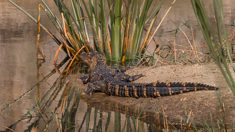 Naturmålad ung alligator royaltyfri fotografi