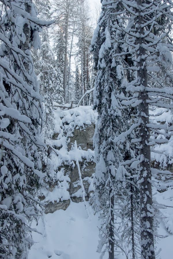Naturreservat i området Russia arkhangelsk golubino royaltyfria bilder