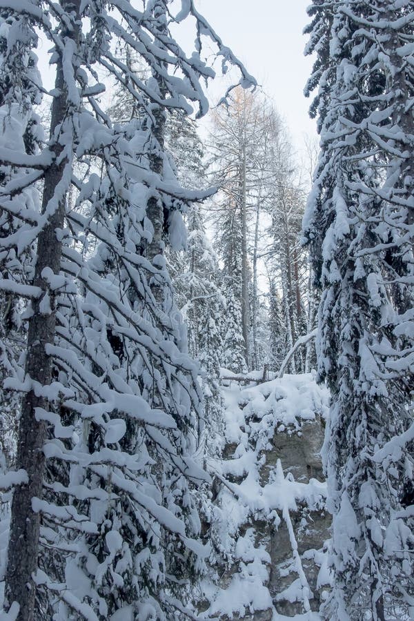 Naturreservat i området Russia arkhangelsk golubino royaltyfri foto