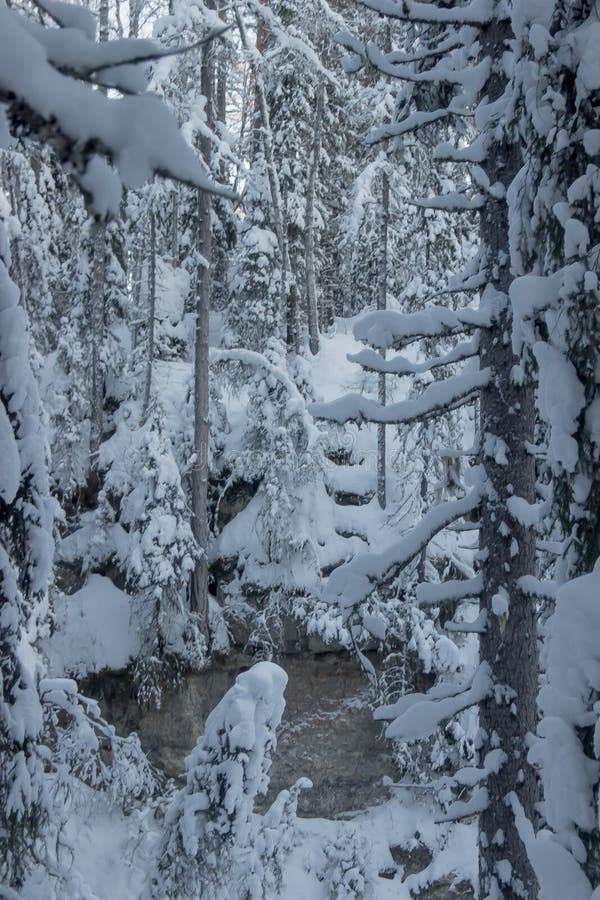 Naturreservat i området Russia arkhangelsk golubino arkivbilder