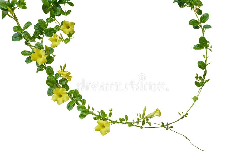 Nature frame of twisted climbing vines with glossy green leaves and yellow flowers of Yellow Allamanda or common trumpet vine the ornamental flowering plant isolated on white background, clipping path. Nature frame of twisted climbing vines with glossy green leaves and yellow flowers of Yellow Allamanda or common trumpet vine the ornamental flowering plant isolated on white background, clipping path