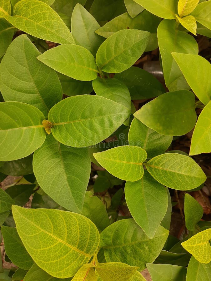 Natuurfoto vanuit een hoog perspectief royalty-vrije stock afbeelding