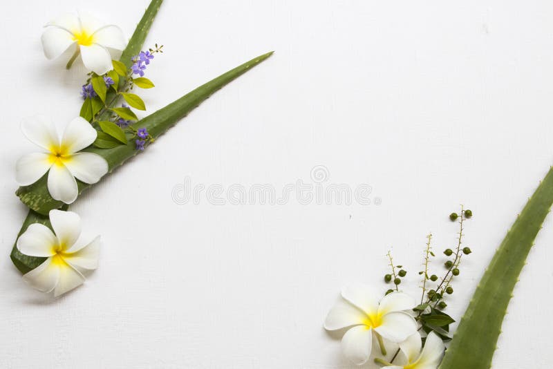 Natuurlijk kruidenaloë Vera met de lokale flora van bloemenfrangipani van Azië stock fotografie Natuurlijk kruidenaloë Vera met de lokale flora van bloemenfrangipani van Azië stock fotografie