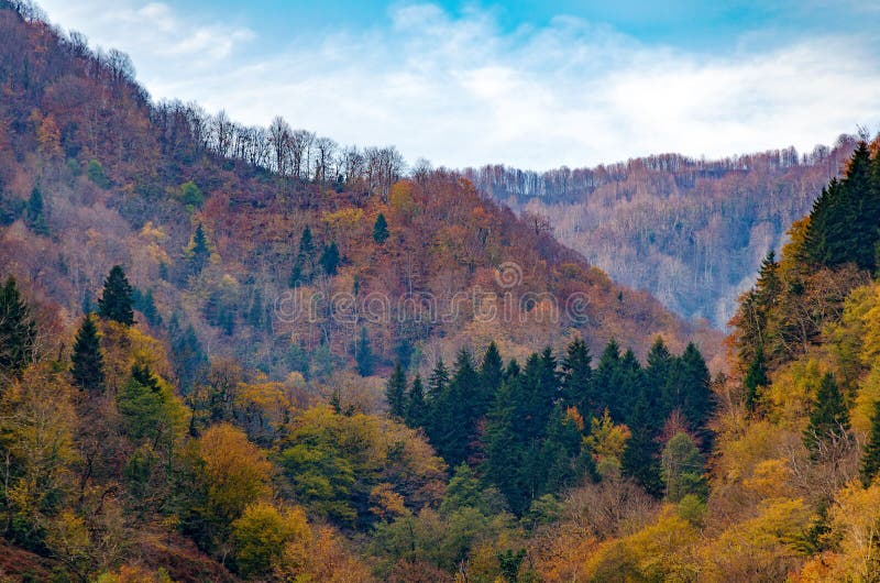 Natuurlijke achtergrond - de herfstbos met gele bomen in heuvels stock fotografie Natuurlijke achtergrond - de herfstbos met gele bomen in heuvels stock fotografie