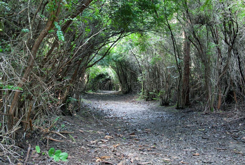 Natural tree archway over the trail. South Slough National Estuarine Research Reserve. Oregon Coast, Coos Bay, Winchester Creek. Natural tree archway over the trail. South Slough National Estuarine Research Reserve. Oregon Coast, Coos Bay, Winchester Creek