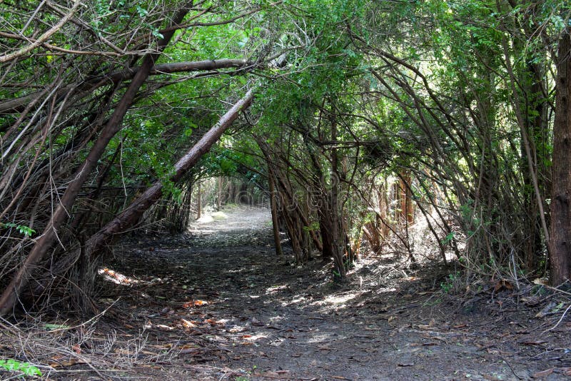 Natural tree archway over the trail. South Slough National Estuarine Research Reserve. Oregon Coast, Coos Bay, Winchester Creek. Natural tree archway over the trail. South Slough National Estuarine Research Reserve. Oregon Coast, Coos Bay, Winchester Creek