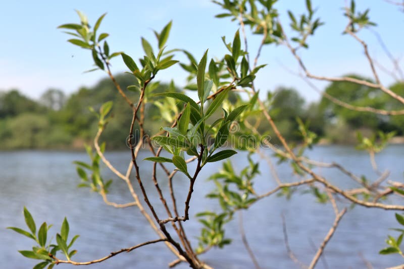 Natuurlijke en verse groene bladeren bij verschillende bomen in de lente royalty-vrije stock foto's Natuurlijke en verse groene bladeren bij verschillende bomen in de lente royalty-vrije stock foto's