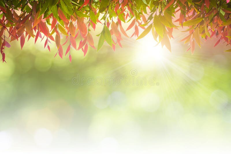 Natuurlijke groene bladeren witte achtergrond stock fotografie Natuurlijke groene bladeren witte achtergrond stock fotografie