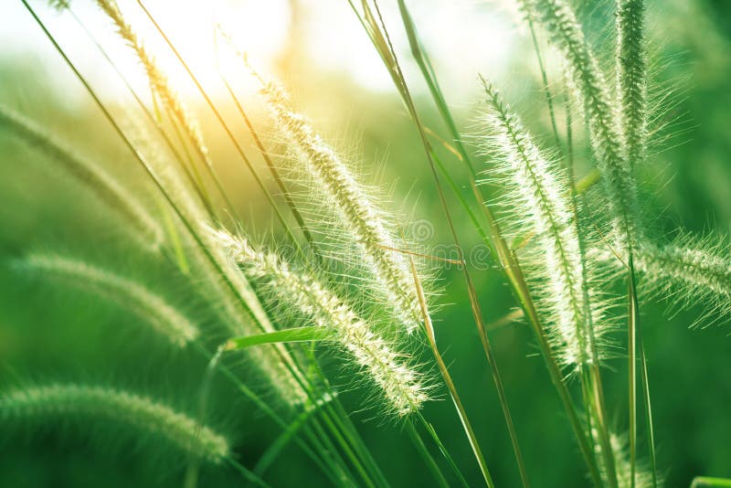 Natuurlijke groene grasbloem met zonsondergang voor de achtergrond royalty-vrije stock afbeelding Natuurlijke groene grasbloem met zonsondergang voor de achtergrond royalty-vrije stock afbeelding