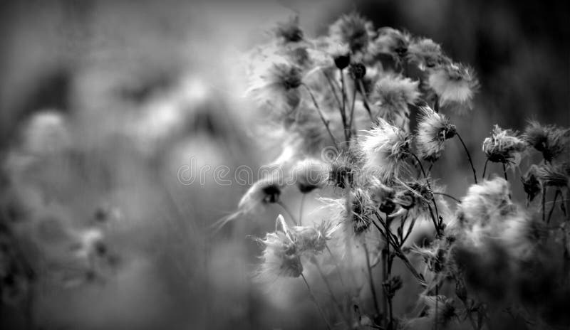 Natuurlijke klis zwart-witte achtergrond royalty-vrije stock afbeelding Natuurlijke klis zwart-witte achtergrond royalty-vrije stock afbeelding