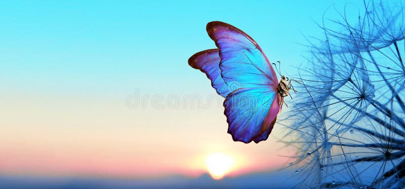 Natuurlijke pastelachtergrond. Morpho-vlinder en -dandelion. Zaden van een andelionbloem in druppels dauw op een achtergrond van z