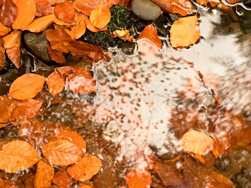 Natuurlijke spiegel in oranje kader Gevallen beukbladeren in water van bergrivier royalty-vrije stock foto Natuurlijke spiegel in oranje kader Gevallen beukbladeren in water van bergrivier royalty-vrije stock foto