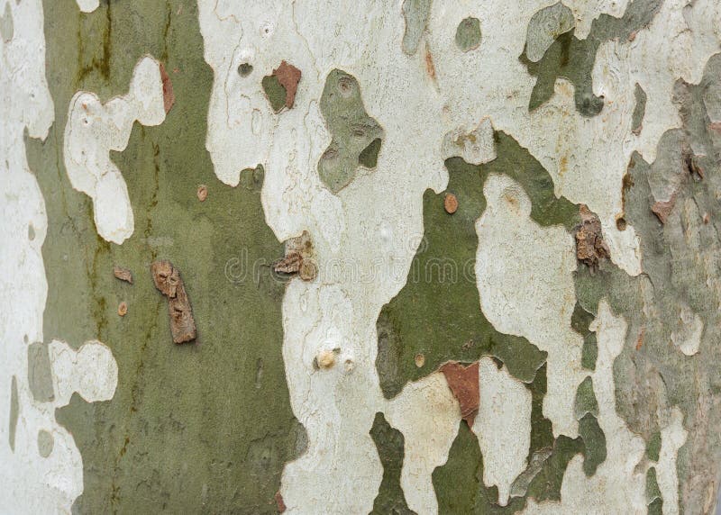 Natuurlijke textuur van de schorsenboom, achtergrond stock fotografie Natuurlijke textuur van de schorsenboom, achtergrond stock fotografie
