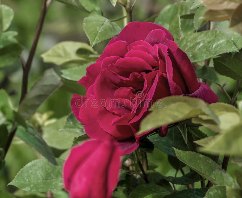 Natürlich stieg im Frühjahr mit unfocused Hintergrund stockbild Natürlich stieg im Frühjahr mit unfocused Hintergrund stockbild