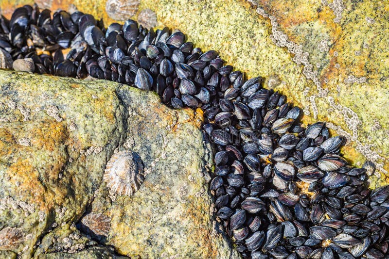 Natürliche Austernschwarz-Oberteilschalentiere auf Ozeanuferstrand